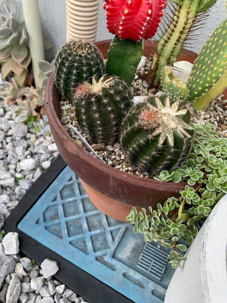 緋牡丹の接木の台ってどうすればいい？｜🍀GreenSnap（グリーンスナップ）