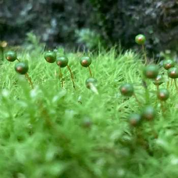 苔類の画像 by KI KIさん | お出かけ先とタマゴケと苔類と自然大好きと山道の植物