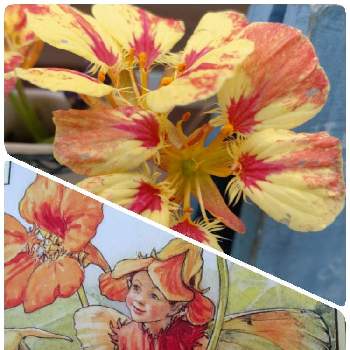 ナスタチウム♡の画像 by ぱんだかぁちゃんさん | 小さな庭と夏のお花とお花のある暮らしとナスタチウム♡と癒しをありがとうとお花は癒しとシシリー・メアリー・バーカー