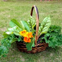 夏野菜フォトコン〜植付け&育成編〜,家庭菜園,グリーンサラダ,朝採り野菜,カラフルスイスチャードの画像