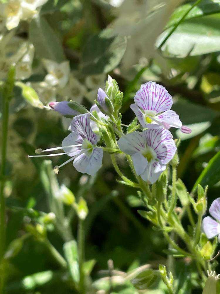 ダイセンクワガタに逢いに鳥取大山ではなく島根三瓶山へ｜🍀GreenSnap（グリーンスナップ）