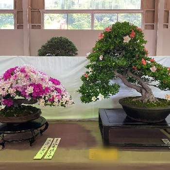 サツキ盆栽の画像 by ryo-ggさん | さつき♡と皐月（さつき）とさつき盆栽とサツキ♡と展示会と盆栽とサツキ盆栽