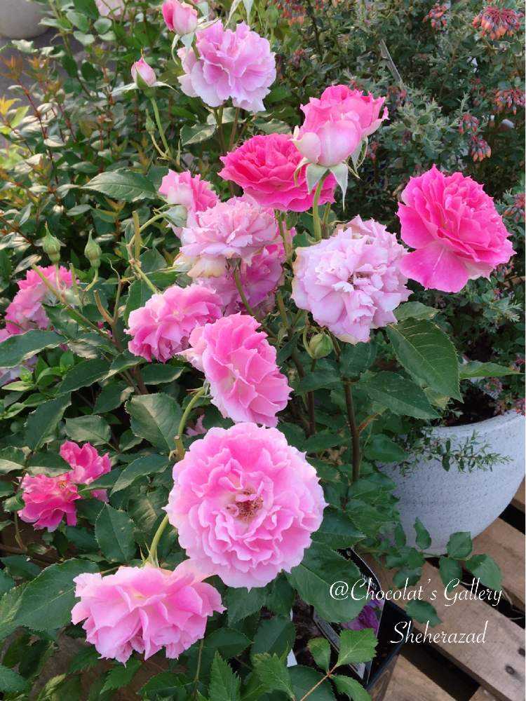 Chocolat's Garden 2022年春のバラ🌹｜🍀GreenSnap（グリーン
