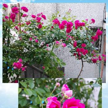 キングローズ✨の画像 by なかさん | 小さな庭とばら バラ 薔薇とおうち園芸とツルバラ☆とばら❤と花のある暮らしとキングローズ✨