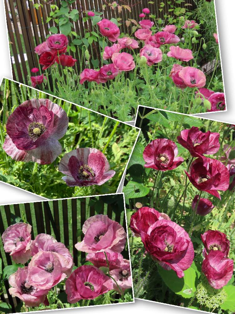 br>Johnsons Seeds <br>Poppy PANDORA <br>ポピー パンドラ <br 