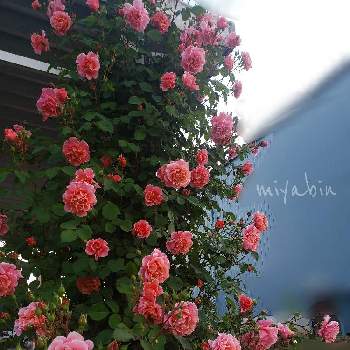 薔薇 サンセットグロウの投稿画像一覧 Greensnap グリーンスナップ