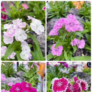 風薫る五月の画像 by selinaさん | ビジョナデシコと風薫る五月と今日のお花とビジョナデシコ♡とピンクのお花と赤い花と花のある暮らしと白い花とお散歩と海外暮らし
