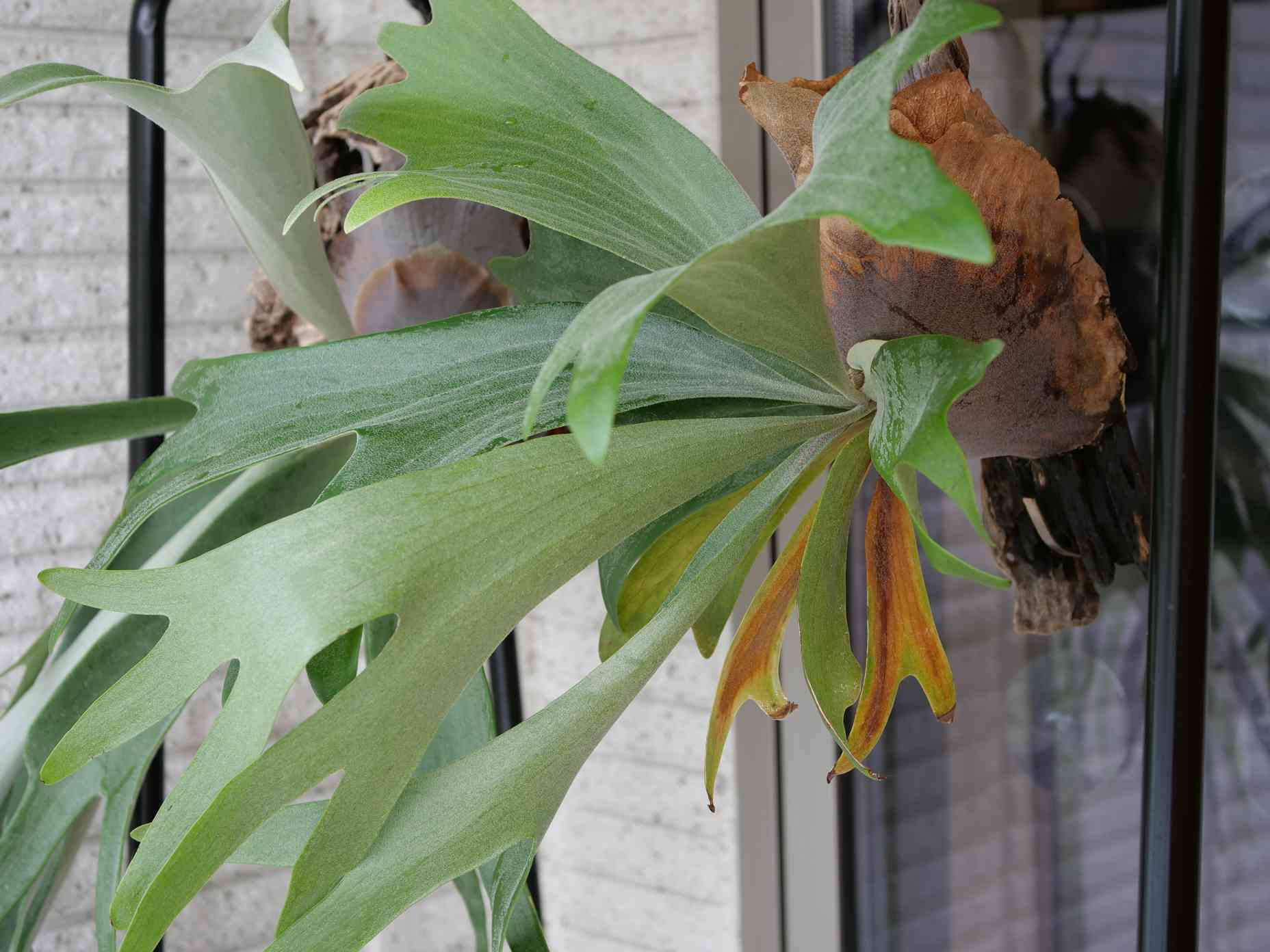 好評にて期間延長 Phoenix 不死鳥 ビカクシダ - 観葉植物