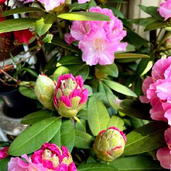 出先での画像 by ぴょんさん | シャクナゲの蕾とだいすきと可愛い❤と近所の花とピンク色の花と好みの色と花のある暮らしと出先でと爽やかな色