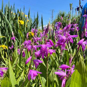 菖蒲(あやめ)の画像 by picomamaさん | 小さな庭とシラン（紫蘭）と菖蒲(あやめ)とピンクの花とお庭の草花
