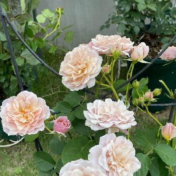 バラ いおりの画像 by gakkyさん | バラ いおりと花のある暮らしとお花好きとばら バラ 薔薇とおうち園芸