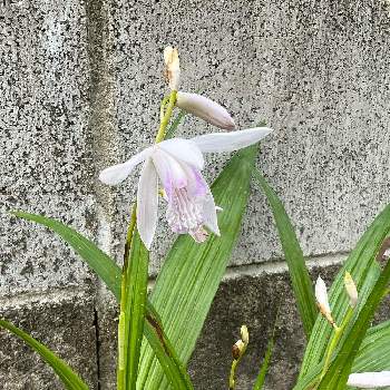 ５月の画像 by たえぴさん | 小さな庭とシラン、白と５月とおうち園芸と白い花