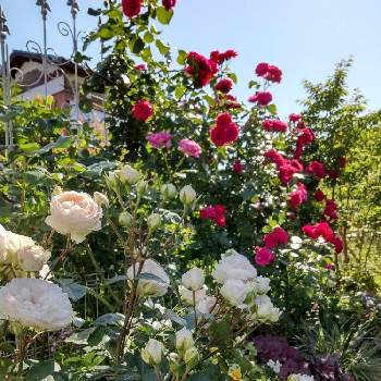 バラ ステファニー グッテンベルグの画像 by puttinさん | 小さな庭とレッドレオナルドダヴィンチとバラ ステファニー グッテンベルグとばら バラ 薔薇と手作りの庭と季節の花とガーデニングとバラが好きと花のある暮らしとロザリアン
