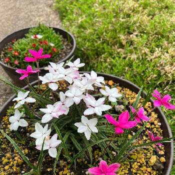 ５月の画像 by たえぴさん | 小さな庭とアッツザクラと白い花とピンクの花と５月とおうち園芸