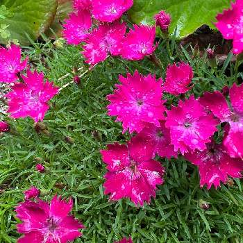５月の画像 by たえぴさん | 小さな庭とナデシコとピンクの花と５月とおうち園芸