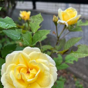 ５月の画像 by たえぴさん | 小さな庭とバラと５月とおうち園芸