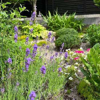 ５月の画像 by たえぴさん | 小さな庭とイングリッシュラベンダーと５月とおうち園芸