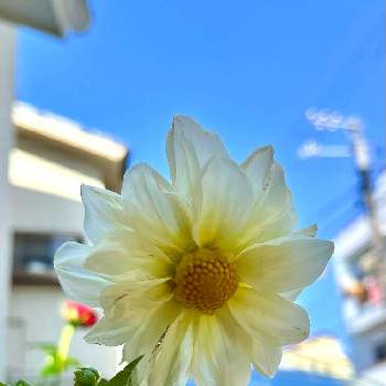 一番花の画像 by ひろりん♪さん | ダリアとおうち園芸と一番花と鉢植えと我が家のお花とiPhone撮影