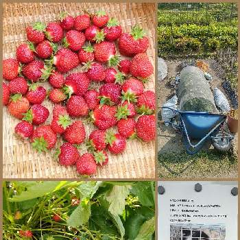 イチゴ♡の画像 by Nar2さん | 畑とイチゴ♡と宝交早生と２０２０年５月同期と文化農場