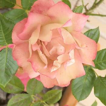 アクロポリス ロマンティカの画像 by ちぱさん | 小さな庭とバラとアクロポリス ロマンティカと花のあるくらしとばら バラ 薔薇と毎年の楽しみとおうち園芸と鉢植えと毎年恒例と念願の♡