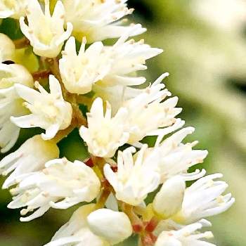 名前の由来の画像 by レモン茶さん | お出かけ先とコバノズイナと神奈川県座間市とアップでと『仲良し小道』と名前の由来とブラシみたいと白い花と小さな花