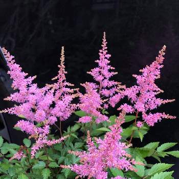 チダケサシ属の投稿画像一覧 Greensnap グリーンスナップ