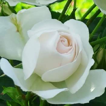 白の花の画像 by ゆんさん | お出かけ先とドミニク・ロワゾーと花のある暮らしと大神ファームと白の花と２０２０年５月同期