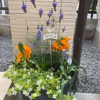 オーニソガラム,ムスカリ,ラベンダー,レースラベンダー,斑入りバコパの画像