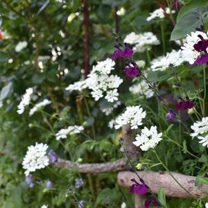 花壇,庭の花,庭の宿根草,植中毒,植栽の画像