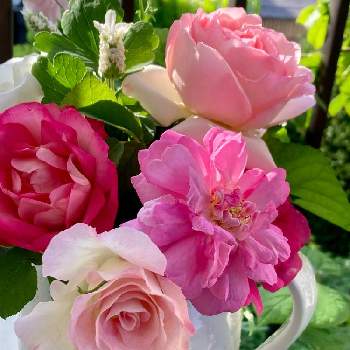 アクロポリス ロマンティカの画像 by marmさん | バルコニー/ベランダとピェール・ドゥ・ロンサールとアクロポリス ロマンティカとみどりのある暮らしとばら バラ 薔薇と会津若松と可愛い花と緑の中でと鉢植えと今朝の一枚とフラワーアレンジメントと花のある暮らしと薔薇♪とGREEN UP!