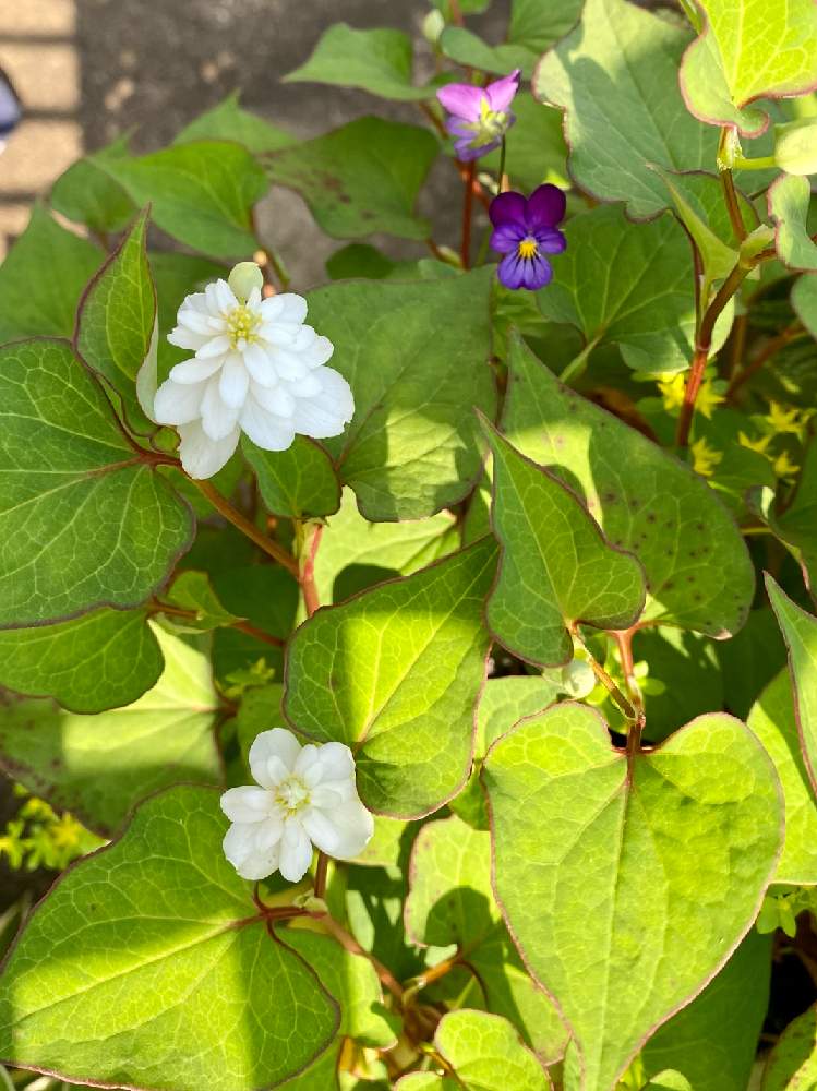 ビオラの投稿画像 By ピーチさん 八重咲きドクダミと可憐とおうち園芸と可愛いと花のある暮らしとお花と白い花と紫の花 と玄関と山野草と可憐とおうち園芸と可愛いと花のある暮らしとお花と白い花と紫の花と山野草 22月5月30日 Greensnap グリーンスナップ