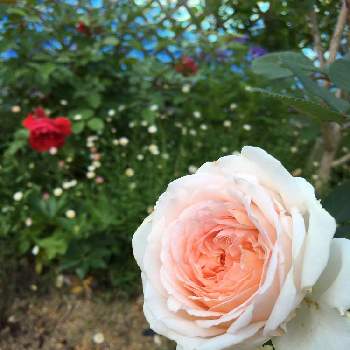 アプリコット色の画像 by あきこさん | 小さな庭とばら バラ 薔薇と毎日ローズショーとメルヘンとお家園芸と綺麗とアプリコットのバラと可愛いと月曜日にはバラをとメルヘンツァウバー バラと薔薇♪とアプリコット色