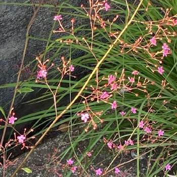 三時草の画像 by manabeさん | お出かけ先とハゼラン（サンジソウ)と三時草とハゼランとユニークな名前と小さな小花