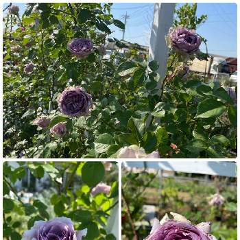 薔薇のある家の画像 by ラックスさん | 広い庭とコフレと紫緑とシュラブと美しい薔薇と広いお庭と綺麗な花と庭の薔薇と薔薇のある家と四季咲バラ