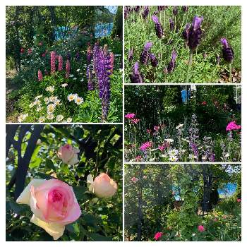 ピエール・ド・ロンサールの画像 by カラミンサさん | 広い庭とピエール・ド・ロンサールとフレンチラベンダーとルピナスと花のある暮らし♡とナチュラルガーデンとおうち園芸と元気に育ててますよとピンクのばら