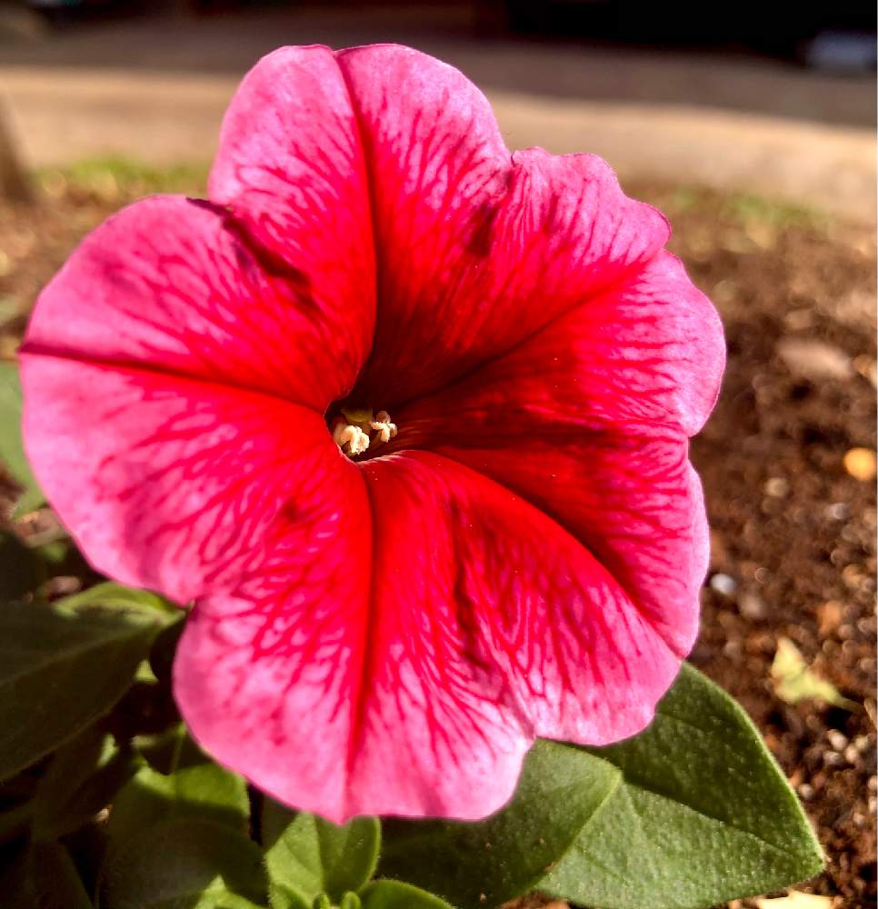 ペチュニアの投稿画像 By やまおかさん 広い庭と花壇と種蒔きっ子と 趣味の園芸やっちゃんねると カトちゃんねると花壇と種蒔きっ子と 趣味の園芸やっちゃんねると カトちゃんねる 22月5月30日 Greensnap グリーンスナップ Greensnap グリーンスナップ