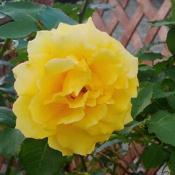 黄色い薔薇♡の画像 by *✿.吏禾.✿*さん | バラ、薔薇、ばらと散歩道*。と元気色と黄色い薔薇♡と꒰ღ˘◡˘ற꒱かわゅ~と小さな公園と幸せの黄色いお花と月曜日にはバラを