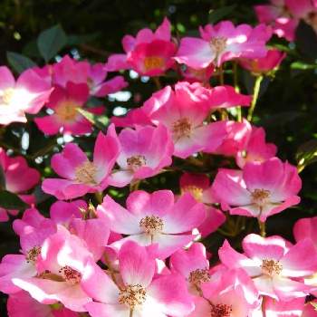 安曇野・バラの画像 by ナツちゃんさん | 小さな庭とガーデニングと花のある暮らしとたくさんの花と安曇野・バラ