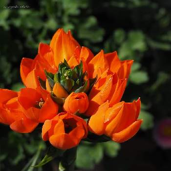 花撮りの画像 by しろさん | オーニソガラム  タビウムとオーニソガラムと違う？と写真と花の撮影と4月と濃い色と花撮りと今日のお花と花を愛でるとオレンジ色と花のある暮らしと美しいお花とオレンジとオーニソガラム・ダビウム