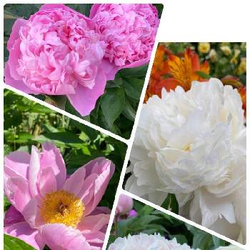 芍薬 シャクヤク ピオニーの画像 by mameさん | 小さな庭と芍薬と花のある暮らしと芍薬 シャクヤク ピオニー