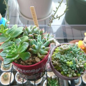 ちまちま寄せ植え,エンジェル祭り,リトセアさん丼,なおのちまちま寄せ植えの画像