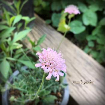 5月の庭の画像 by namiさん | 小さな庭とスカビオサ(西洋マツムシソウ)と5月の記録と緑のある暮らしと5月の花と5月の庭と花のある暮らしと小さなお庭