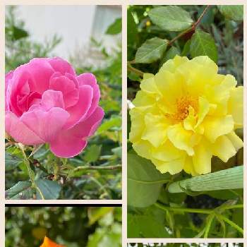 フラワーカーペット、ピンクスプラッシュの画像 by 花が好きさん | 小さな庭とサハラ '98とアンネのバラと薔薇 ラレーヌ･ビクトリアとフラワーカーペット、ピンクスプラッシュといつも笑顔で〜〜♡とキュンキュン乙女倶楽部とウクライナに平和をとみんなが幸せに〜〜♡と好きな色とありがとう♡とGSミニモニといい感じ♪♪とバラと夢CLUBと小さな庭♡ととても癒される♡と薔薇が好き❤とガーデニングと花のある暮らしと花が好きです♡♡♡と花の16年組♡とみんなが健康に〜〜♡と癒しの時間♡と可愛らしい♡と好きな薔薇♡