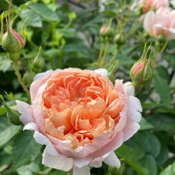 コレッタの画像 by mameさん | 小さな庭とコレッタと花のある暮らしと薔薇愛同盟とバラ  コレッタ