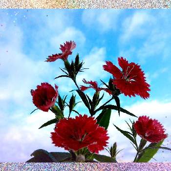 なでしこの花の画像 by めめたんさん | バルコニー/ベランダとなでしこの花とはっぱのある暮らしと雲仲間