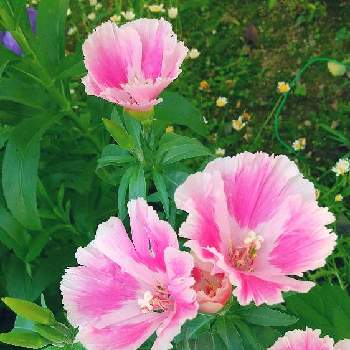 丸くて可愛いの画像 by スイトピー好きさん | 小さな庭とゴテチアと沢山のお花と癒される♡と丸くて可愛いとピンク系のお花と春から夏の花と優しい色と花びらが可愛い