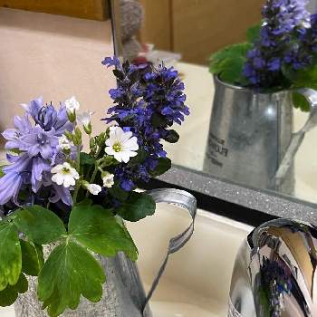 オダマキの葉の投稿画像一覧 Greensnap グリーンスナップ オダマキの葉の投稿画像一覧 Greensnap グリーンスナップ