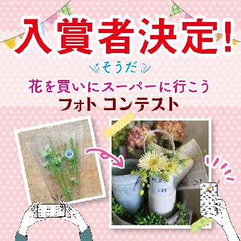 スーパーの切花の投稿画像一覧 Greensnap グリーンスナップ