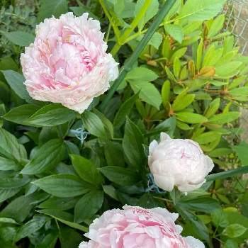 シャクヤクピンクの画像 by ruby♡さん | 小さな庭とガーデンと寄せ植えと手作りの庭と春が来たときれいと小さな庭でとおうち園芸としゃくやくの花とミニガーデンと芍薬 シャクヤク ピオニーと芍薬♡と美しいとピンクとお庭の植物と花のある暮らしとスモールガーデンとシャクヤクピンクとかわいい花と花園