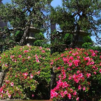 サツキ⭐の画像 by どくだみ女さん | 広い庭とみどりのある暮らしと茨城県とサツキ⭐とみどり大好きと医療従事者に感謝とみどりのある風景